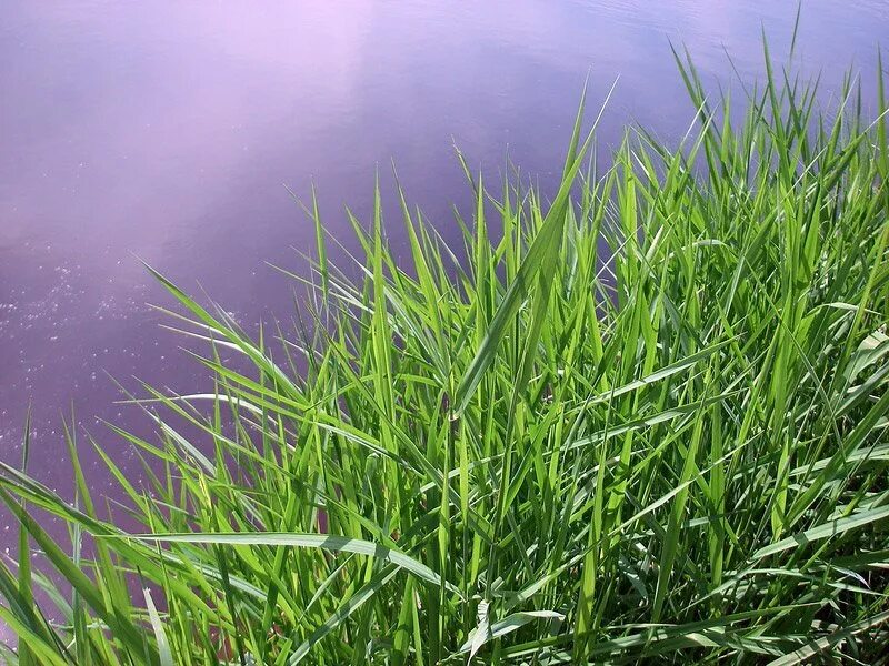 осока островидная. молодая осока. осока арнелла. осока болотная. молодая осока.