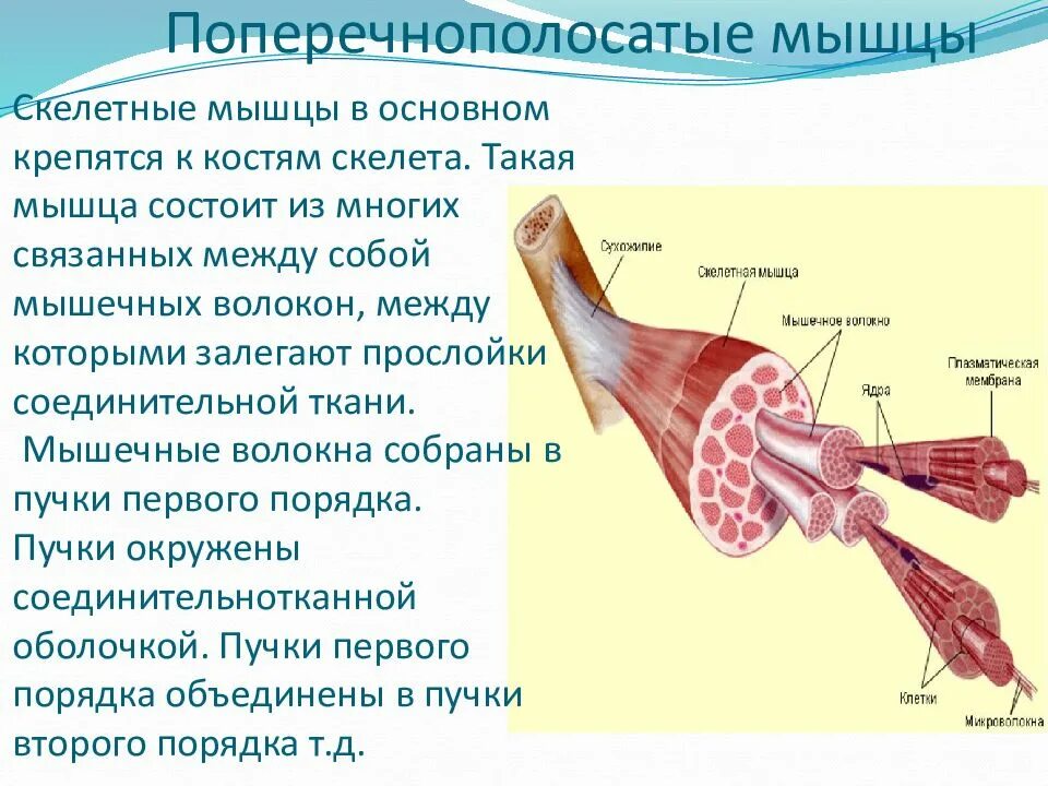 Скелетная поперечно полосатая мускулатура состоит из. Поперечно полосатое скелетное мышечное волокно. Скелетные мышцы. Скелетная мышца состоит из. Скелетная мускулатура состоит из.