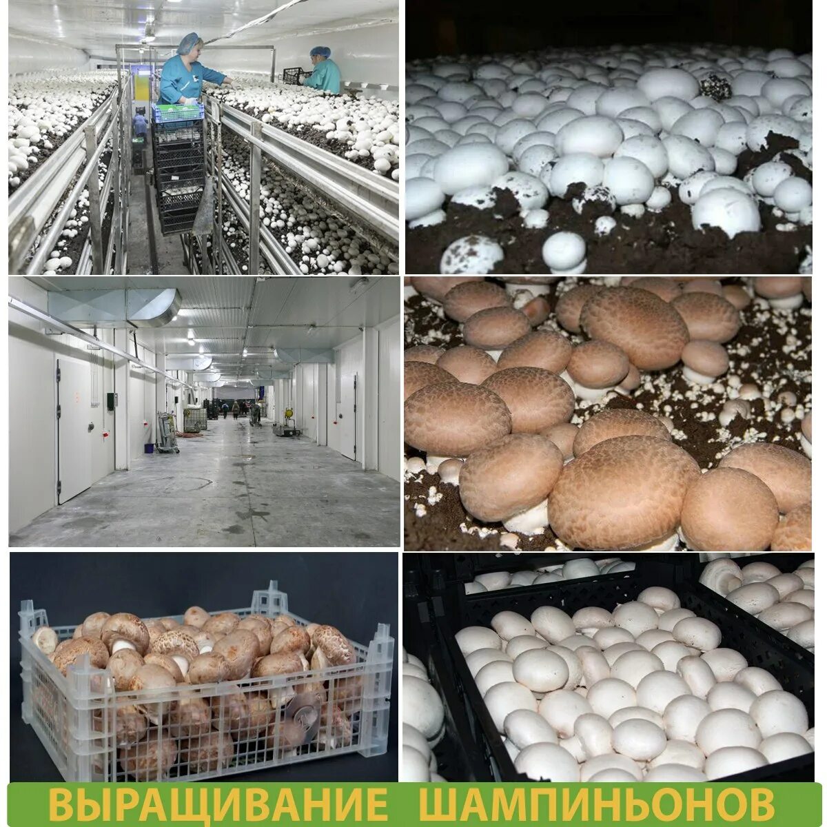 Условия для шампиньонов
