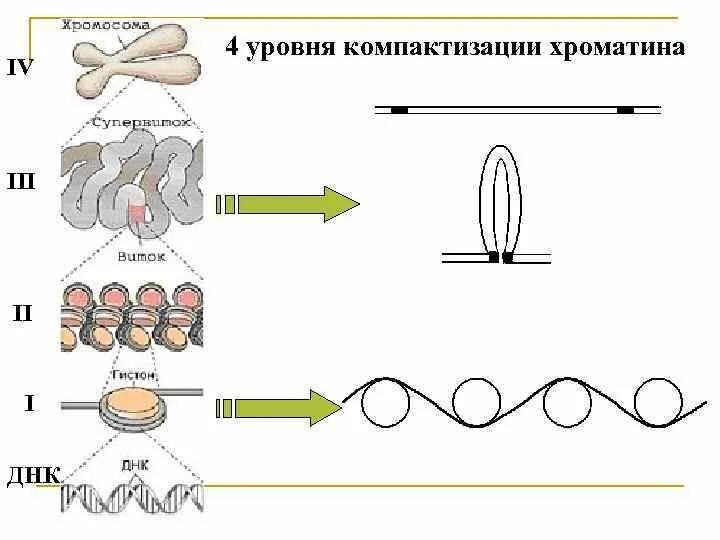 . Структурная организация хроматина. Уровни компактизации ДНК.. Уровни компактизации хромосом эукариот. Этапы компактизации хроматина. Последовательные стадии компактизации хроматина:.