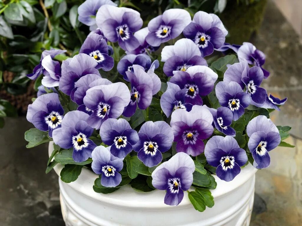 виола корнута. фиалка рогатая boughton blue. фиалка рогатая (viola cornuta). виола рогатая пенни. виола cornuta.