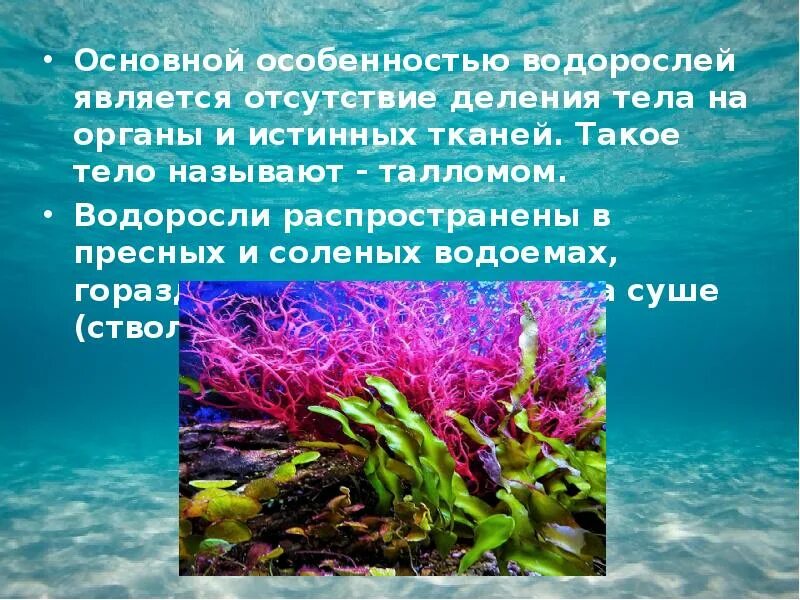 Значение донных водорослей в природе назовите. Организмы в морях и океанах. Жизнь в морях и океанах сообщение. Жизнь организмов в морях. Природные сообщества море и океан.