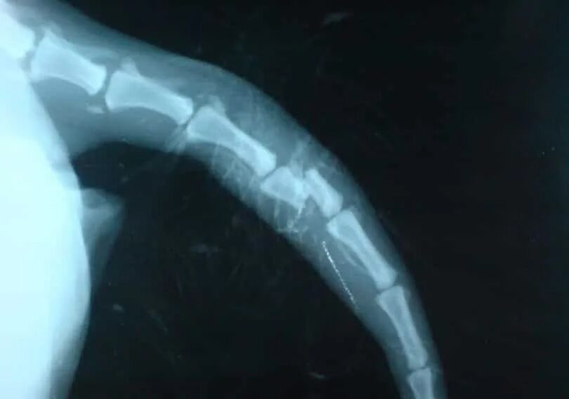 Перелом хвоста у собаки рентген. Перелом хвоста у кота рентген. Залом хвостика у котенка. Как понять что сломан хвост. Как понять что у котенка сломан хвост.