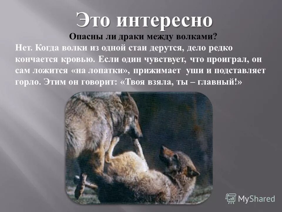 межвидовая конкуренция примеры. какие отношения складываются между волком. взаимодействие между волком и зайцем. волк и лиса. конкуренция в биологии.