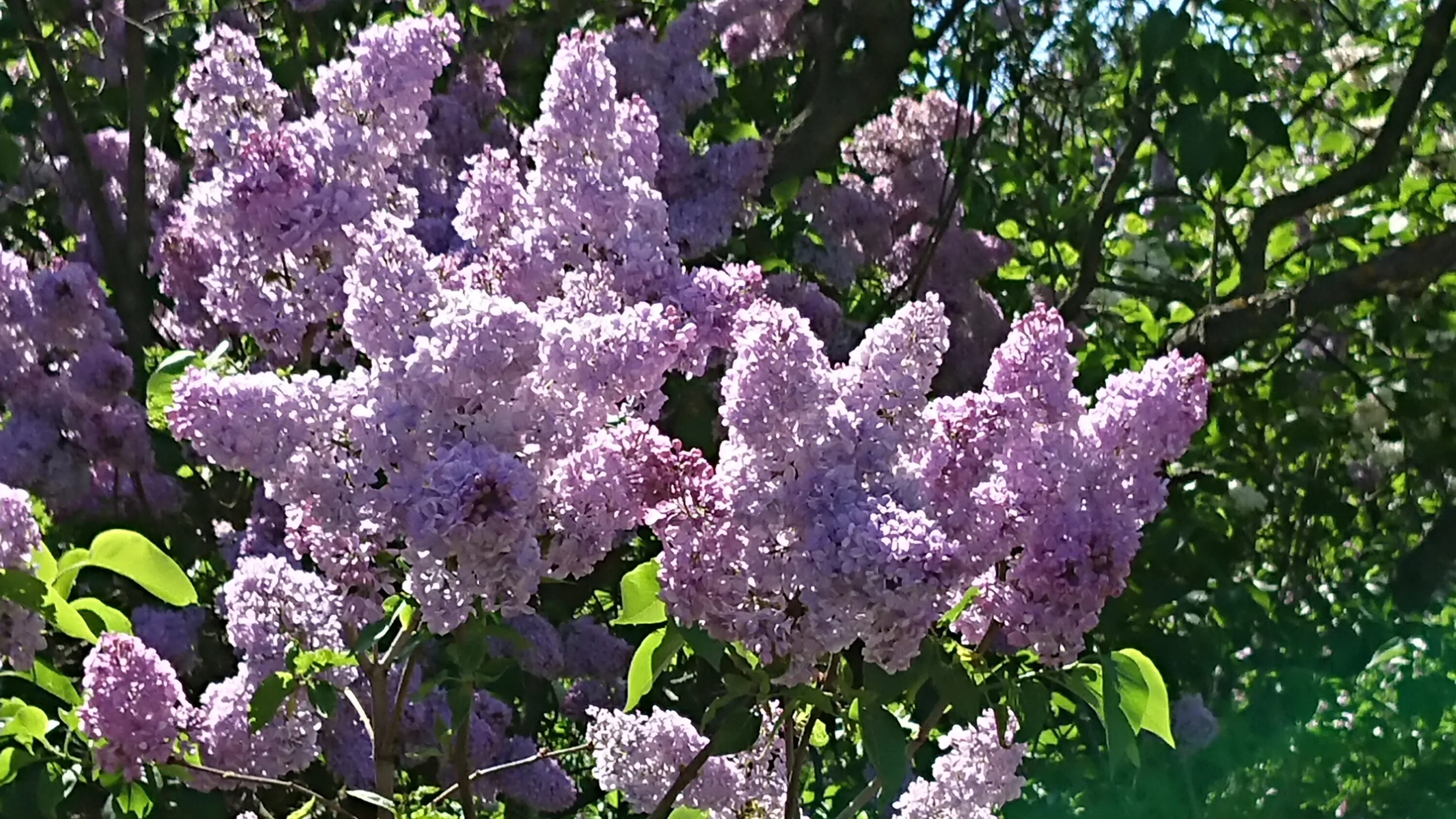 однажды как зимой кусты сирени