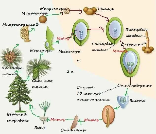 Основные части зародыша. Схема циклов развития растений голосеменных и покрытосеменных. Жизненный цикл голосеменных сосна. Спермий цветкового растения набор хромосом. Цикл развития голосеменных растений.