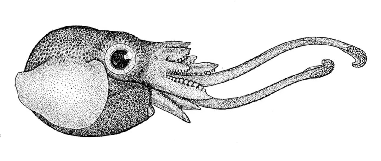 Головоногий рисунок. Haploteuthis Ferox. Головоногие моллюски. Головоногие моллюски Юрского периода. Вымершие головоногие моллюски.