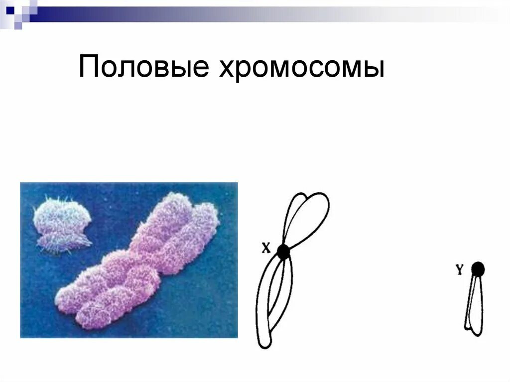 Половые хромосомы. Половые хромосомы рисунок. Половая y хромосома строение.