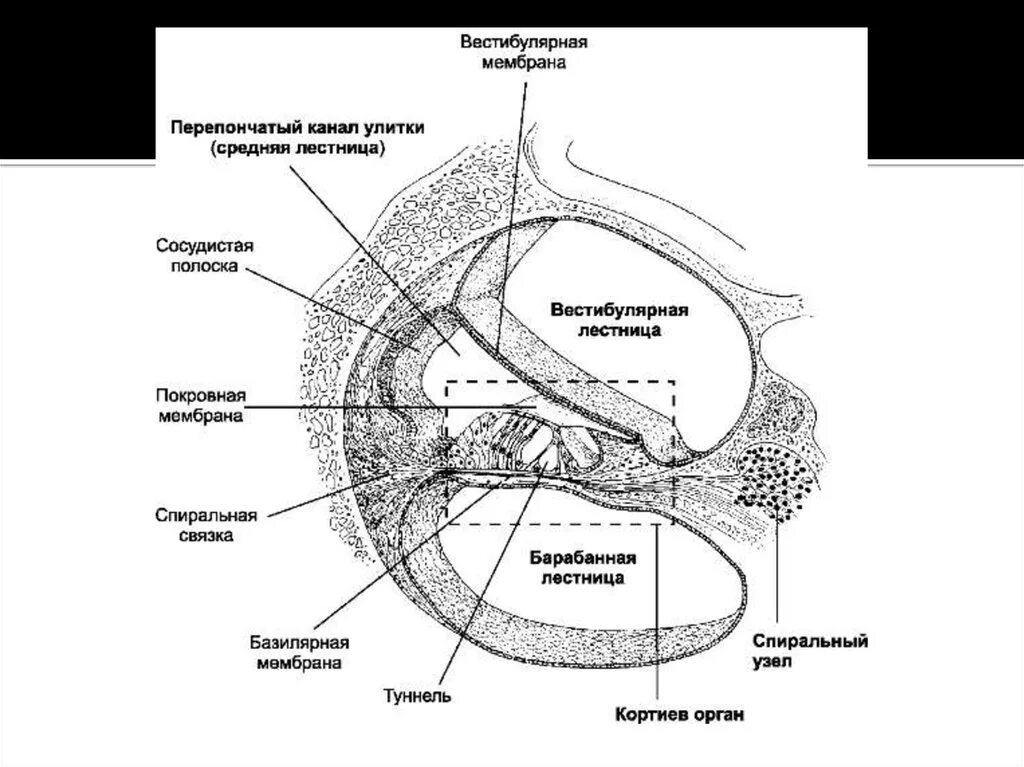 Внутреннее ухо улитковый проток. Улитковый проток внутреннего уха анатомия. Схема строения улиткового протока. Строение внутреннего уха Кортиев орган.