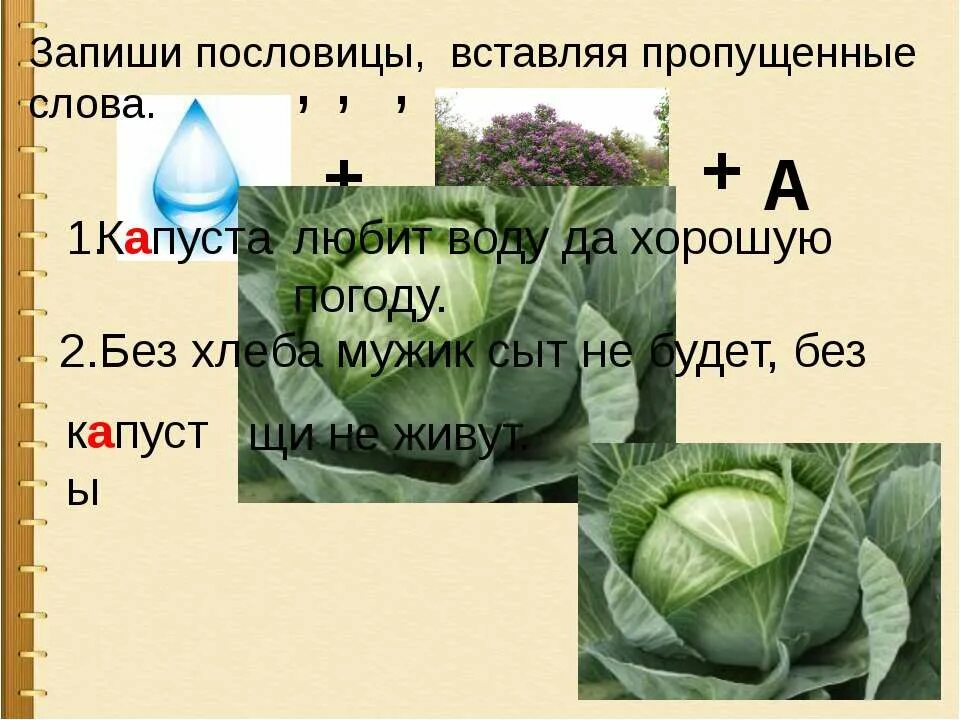 Писать слова капуста. Однокоренные слова к слову капустный. Схема слова капуста. Капуста и капустный однокоренные слова.