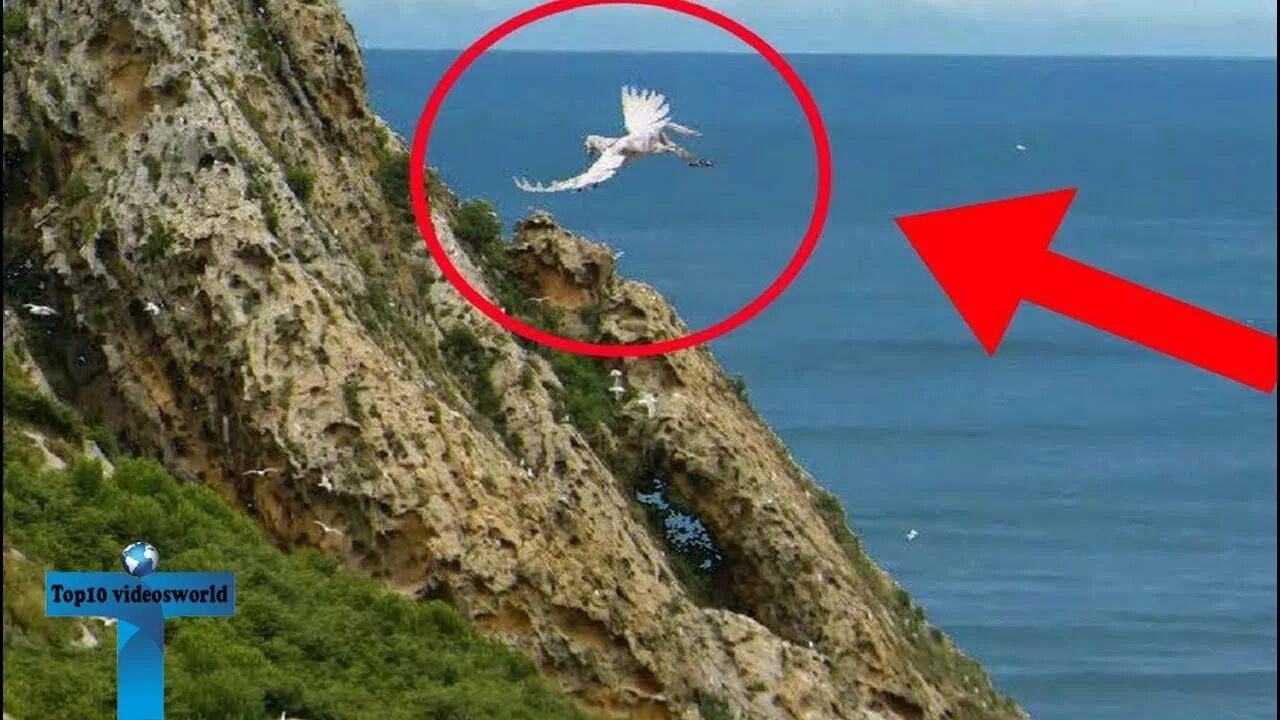 Существует в настоящее время им. Пегас в реальной жизни фото. пегас существует в реальной жизни. настоящий единорог в реальной жизни. пишас в реальной жизни.