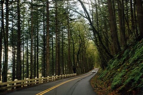 Forest roads