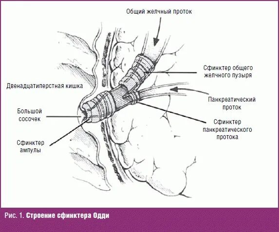 Желчный пузырь сфинктер Одди анатомия. Поджелудочная железа сфинктер Одди. Фатеров сосочек и сфинктер Одди. Большой дуоденальный сосочек и сфинктер Одди. Сфинктер расположение