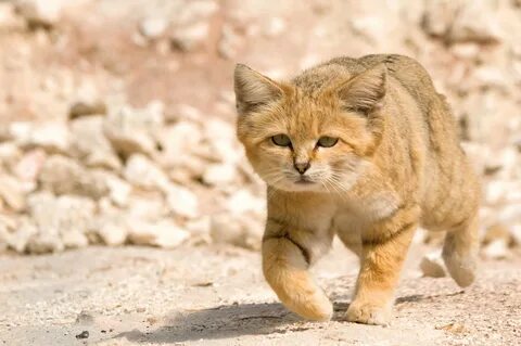Бархатный кот