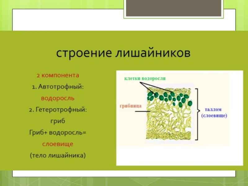 Лишайники состоят из клеток. Модель внутреннего строения лишайника 5 класс. Лишайник биология строение. Лишайники строение и функции. Строение слоевища лишайника.