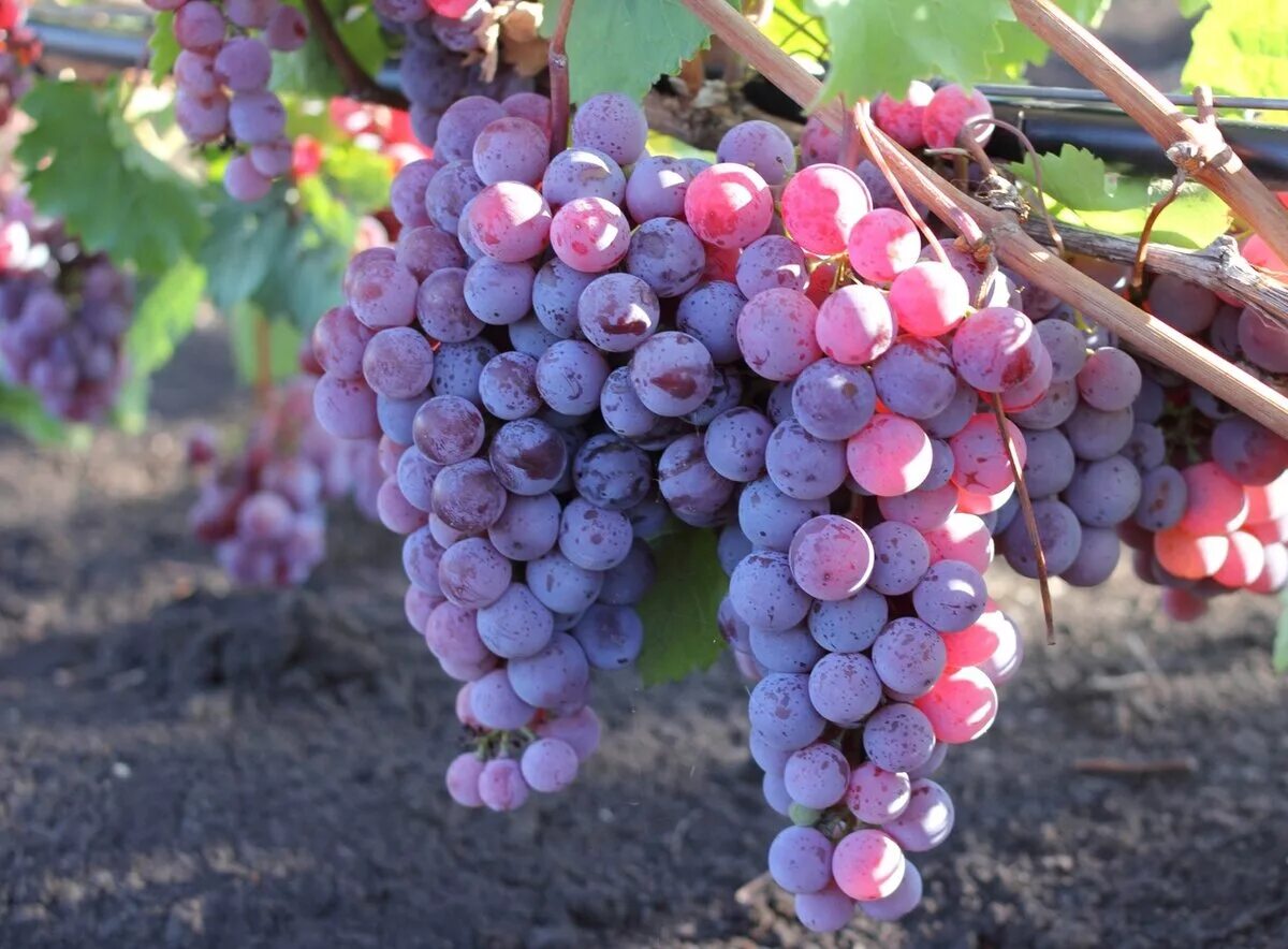 Самый ранний виноград. Кульджинский виноград. Кульджинский сорт винограда. Виноград Центурион. Кинельский ранний виноград.