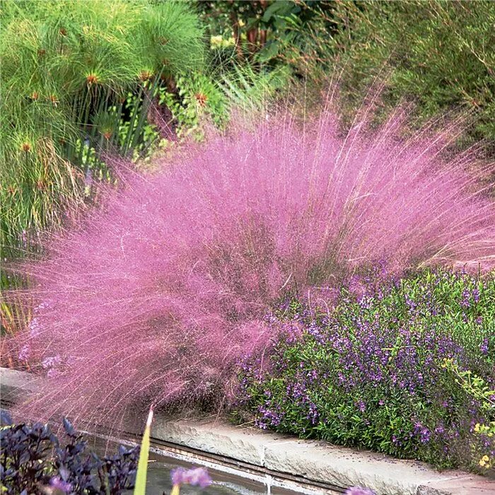 Пампасная трава - все секреты выращивания Xeriscape front yard, Grasses landscap