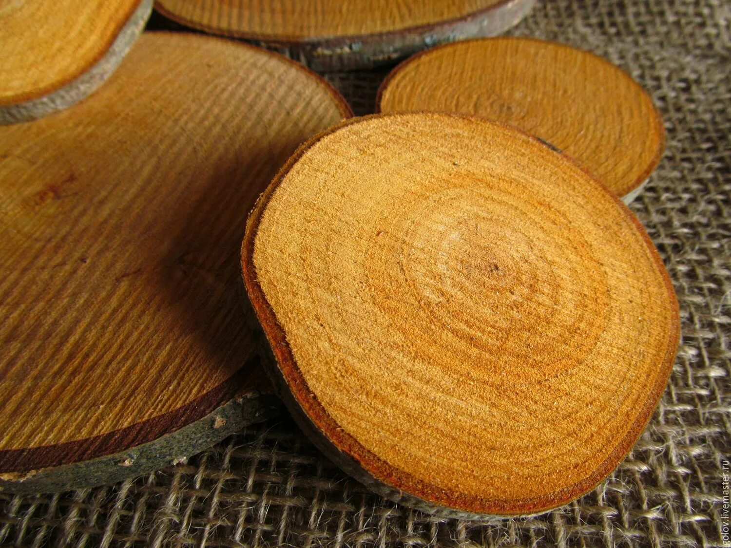 Ольха красное дерево. Ольха срез древесины. Ольха срез. Ольха черная красное дерево. Спил тиса ягодного.