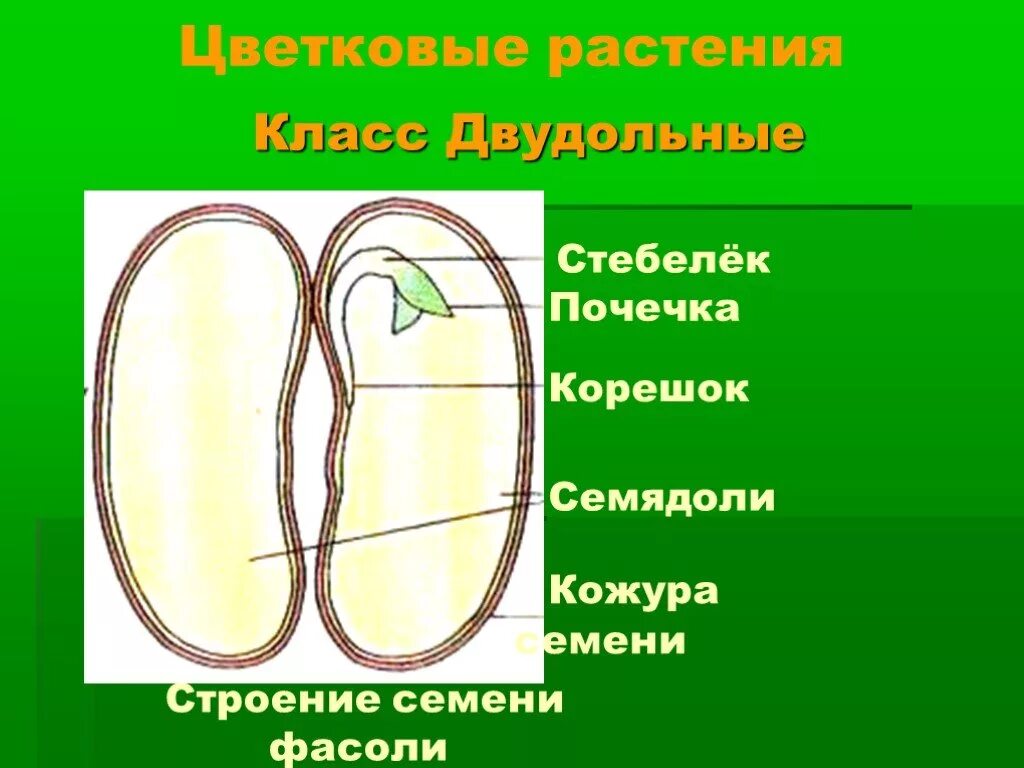 Стебелек почечка корешок семядоли. Семядоли фасоли семени фасоли. Строение семени фасоли семядоля. Почечка семенная семенная кожура семядоли стебелёк.