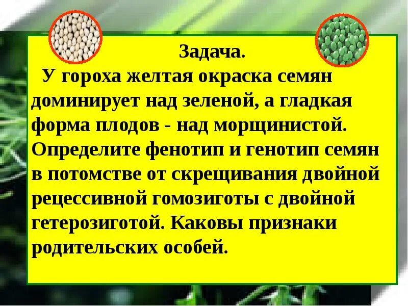 Каков рост гороха при следующих генотипах. У гороха желтая окраска семян доминирует над зеленой. окраска семян. задача у гороха желтая окраска семян. у гороха посевного желтая окраска семян доминирует над зеленой.