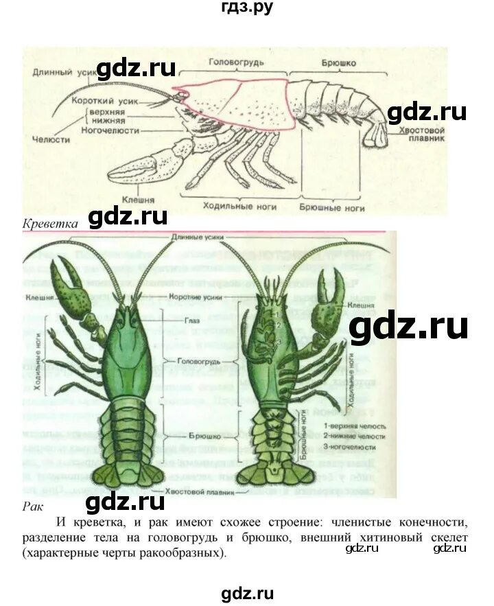 Биология 5 класс параграф 14 рабочая тетрадь