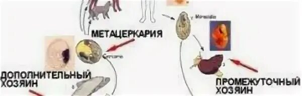 Описторхоз хозяева. Переносчики описторхоза. описторхоз цикл развития в организме человека. описторхоз симптомы яйца. описторхоз, трихинеллез описторхоз.