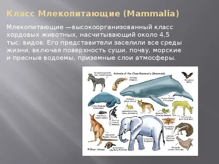 Конспект млекопитающие 7 класс биология