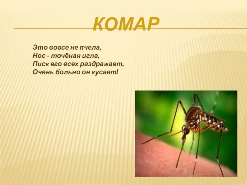 Комар пословица. Загадка про комара. стих про комара. загадка про комара для детей. стих про комара для детей.