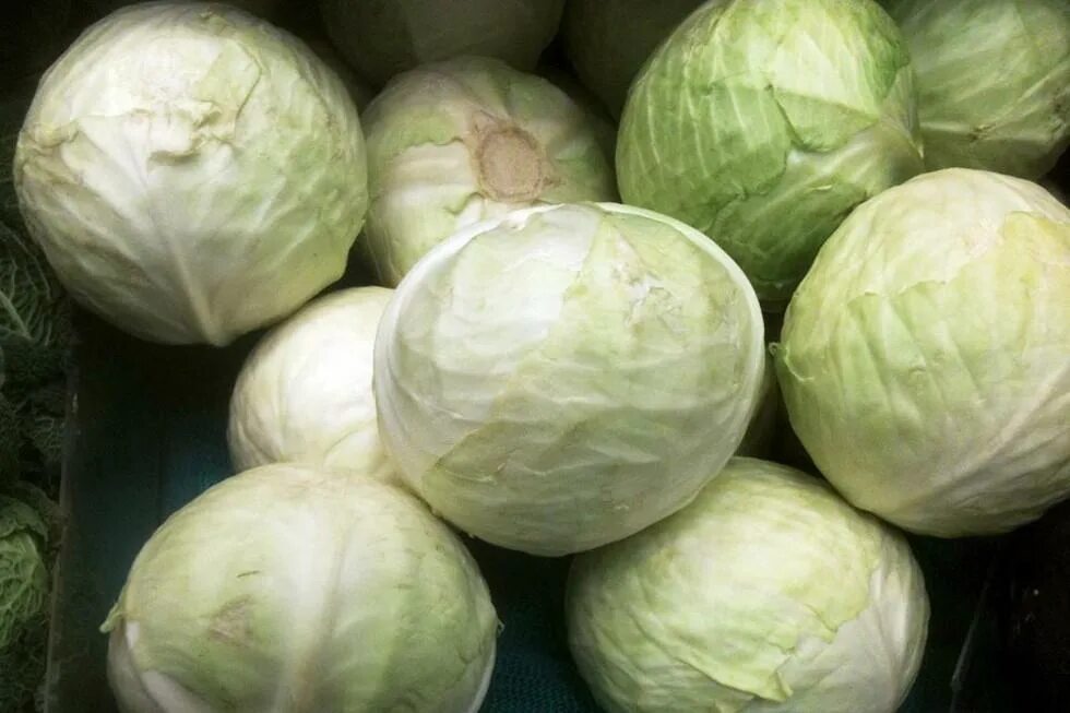 Капуста белокочанная квашеная. Капуста белокочанная для квашения. Капуста фортнайт капуста. Капуста какую выбрать. Капуста какую выбрать.