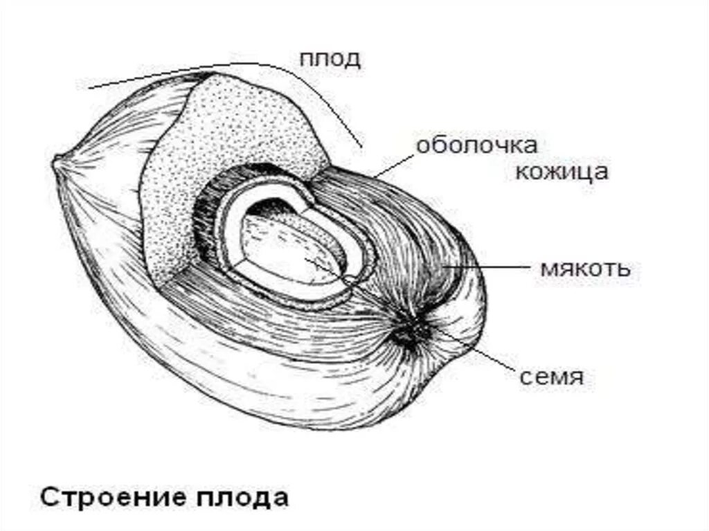 Строение плода растения. Строение плода покрытосеменных растений. Строение плода персика схема. Строение плода 6.