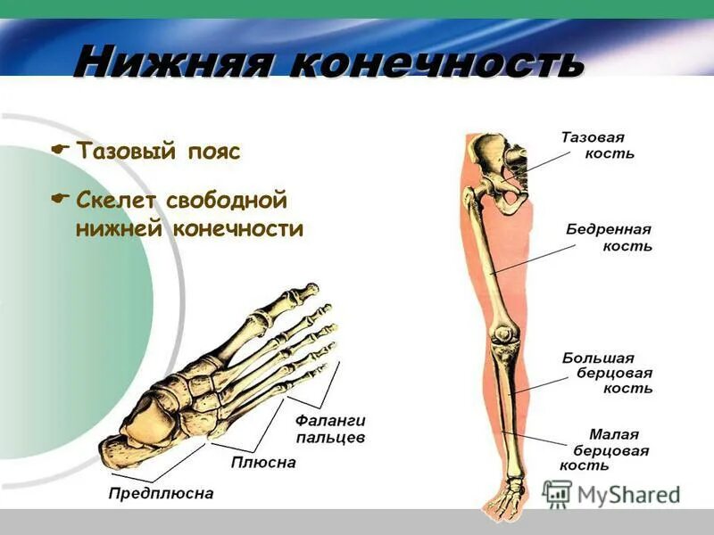 3 скелет свободной нижней конечности
