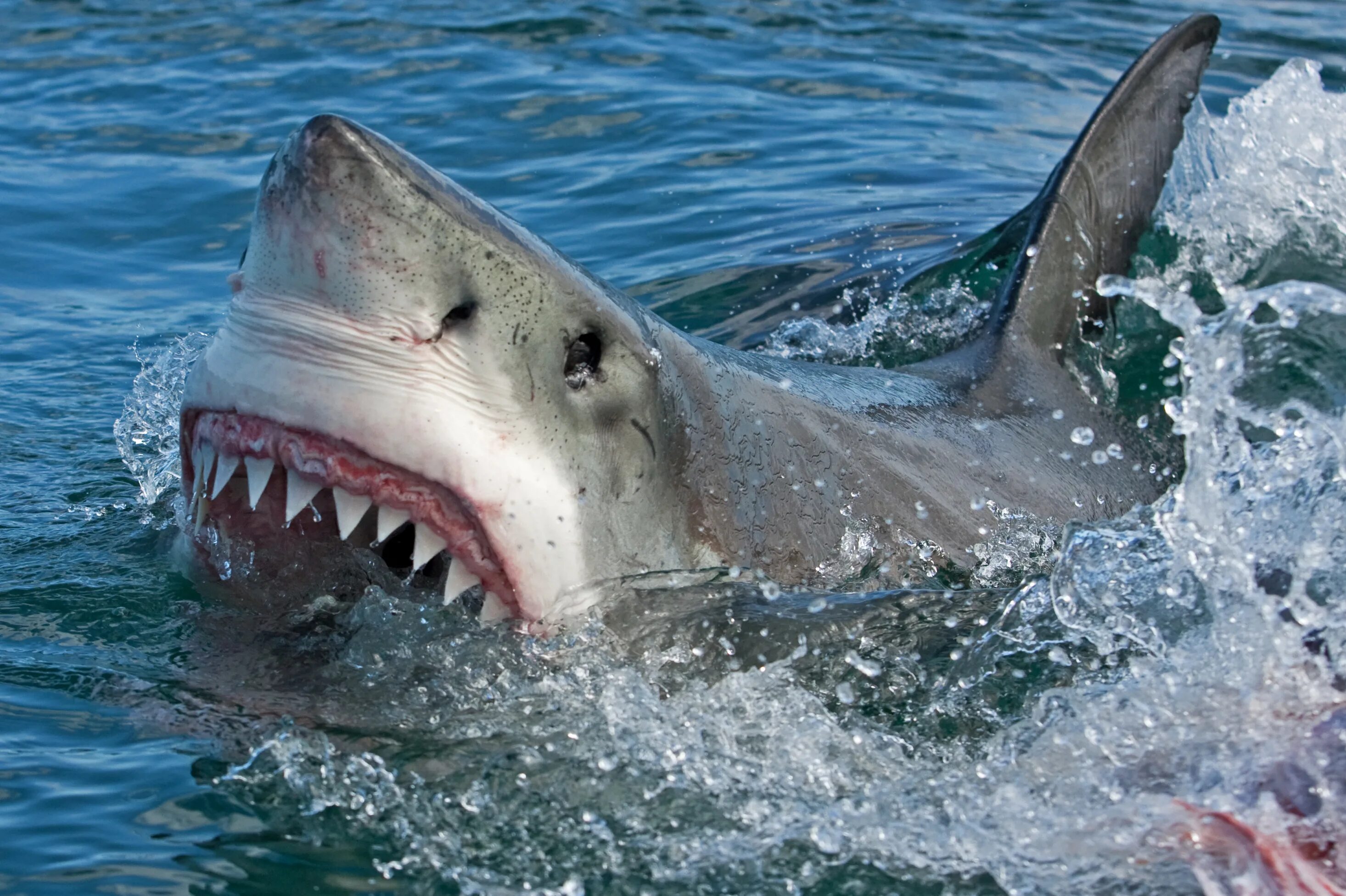 Атакует вид. Большая белая акула (Carcharodon carcharias). Акулы в шармаль Шейхе 2023. Тигровая акула Хургада.