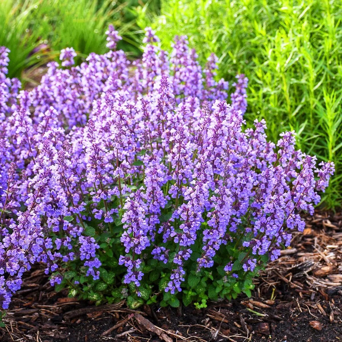 Котовник фассена nepeta. Котовник фассена blue wonder. nepeta faassenii `purrsian blue`. котовник фассена &#039;kit cat&#039;.