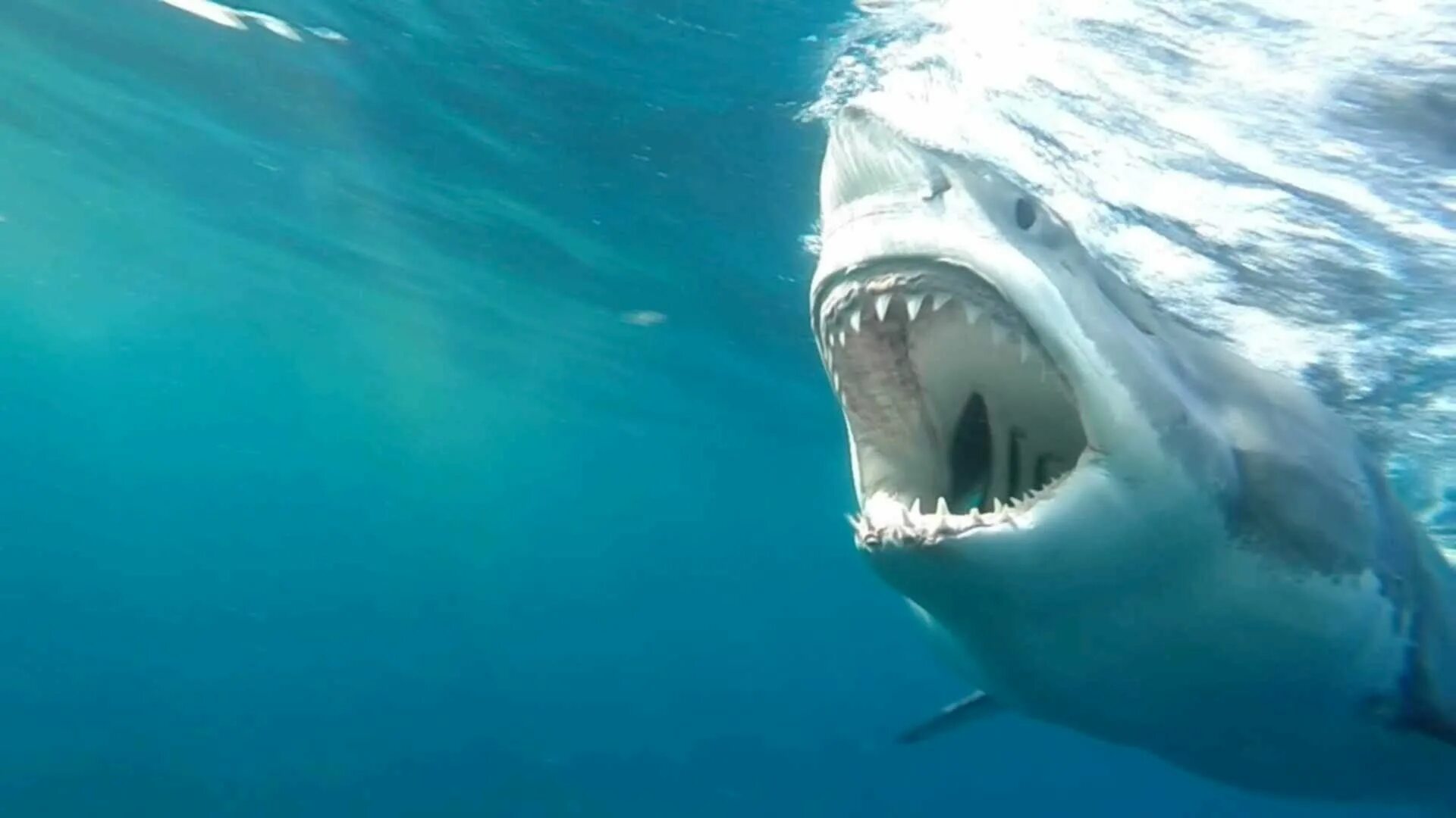 Jaws