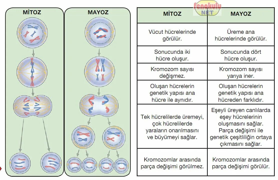 Митоз и мейоз. Схема митоза и мейоза. Механизм мейоза. Фазы мейоза кратко и понятно. Тест митоз мейоз с ответами