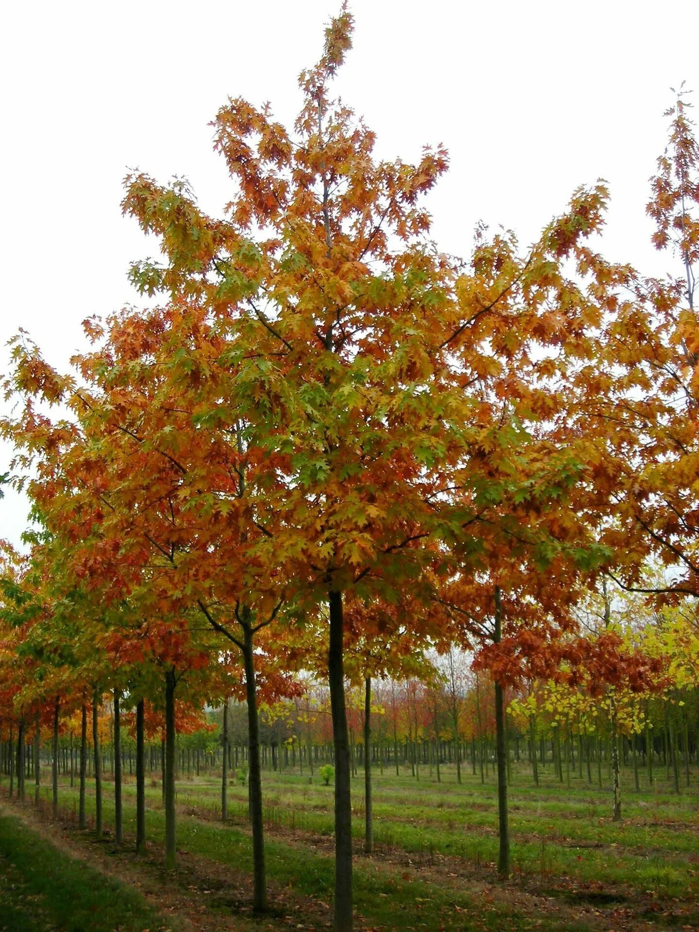 Дуб красный Quercus rubra. Дуб красный, Северный Quercus rubra. Дуб канадский краснолистный. Quercus rubra (дуб красный) 'Aurea'. Красно черешчатый дуб