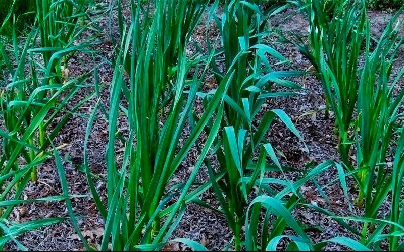 Чем подкормить чеснок ранней весной. Красивый лук чеснок на грядке. Фото чеснок крупный с грядки. Первый лук весной фото. Spring garlic.