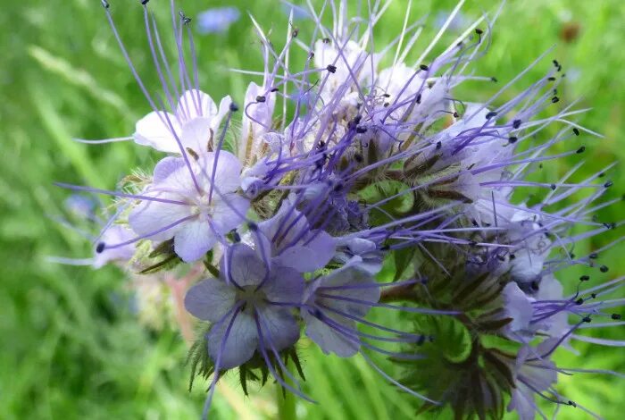 Корневая система фацелии фото MW0202377, Phacelia tanacetifolia (Фацелия пижмолистная), specimen