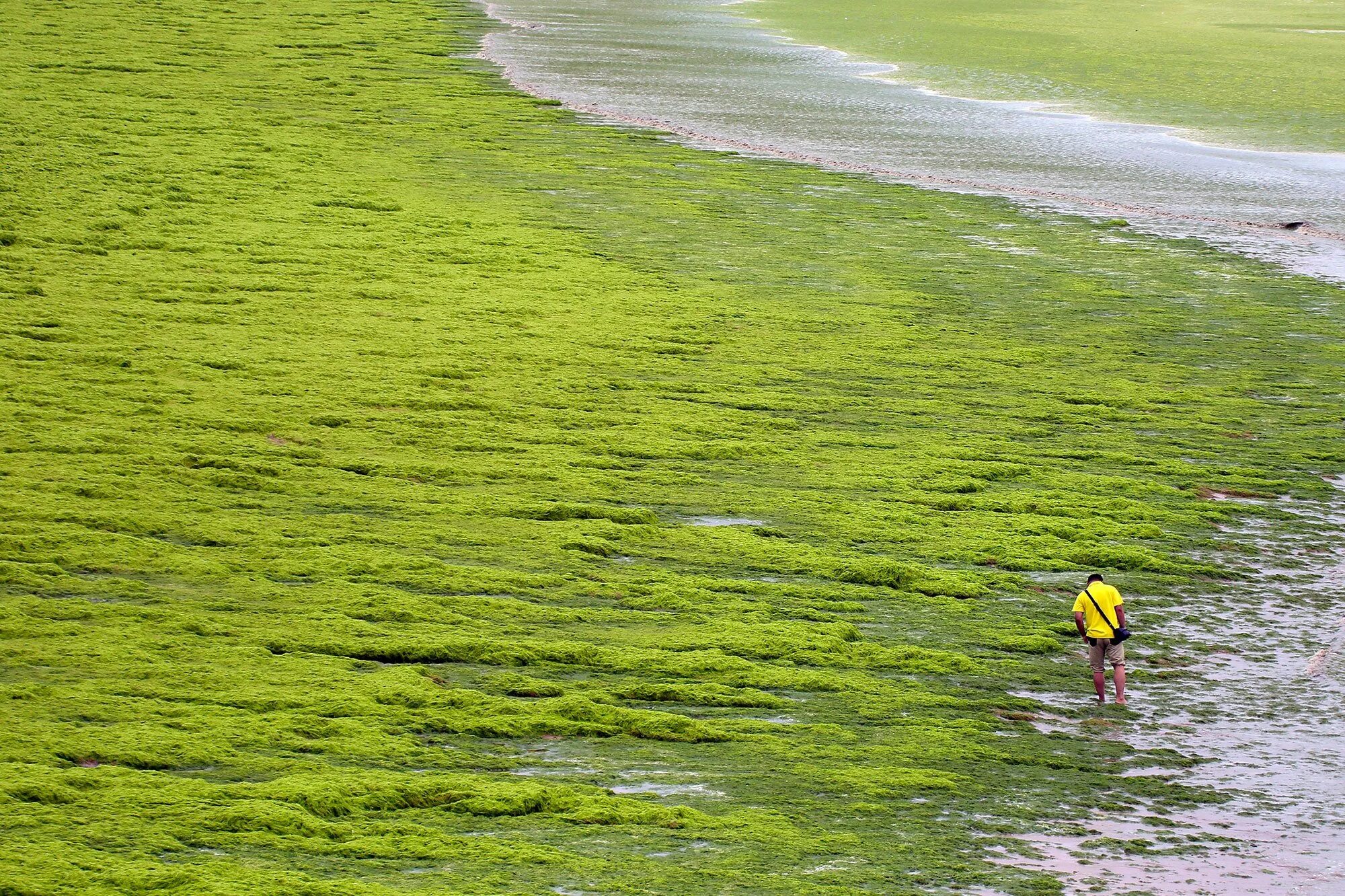 Воздух в водорослях. Энтероморфа водоросль. Желтые водоросли. Водоросли в море. Зелёные водоросли.