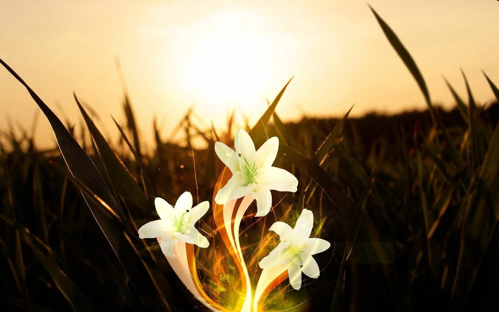 Flower shining. Магические цветы. Волшебная трава. Цветок жизни. Поле лилий.