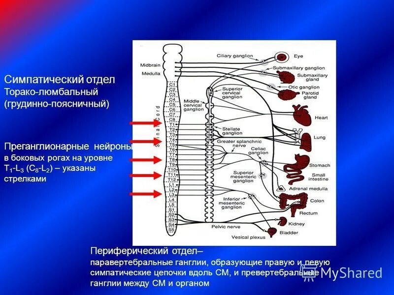 Парасимпатический отдел вегетативной нервной системы схема. Вегетативная иннервация сердца схема. Вегетативная нервная система ине. Состоит из кардиомиоцитов иннервируется вегетативной нервной системой. Состоит из кардиомиоцитов иннервируется вегетативной нервной системой.