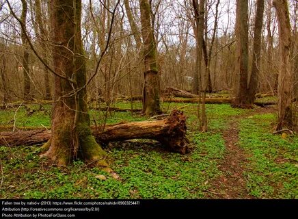 Fallen tree