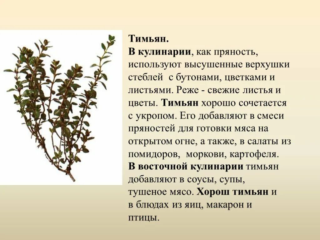 Тимьян для чего используется. Тимьян в кулинарии. чабрец в кулинарии. тимьян презентация. тимьян приправа картинки.