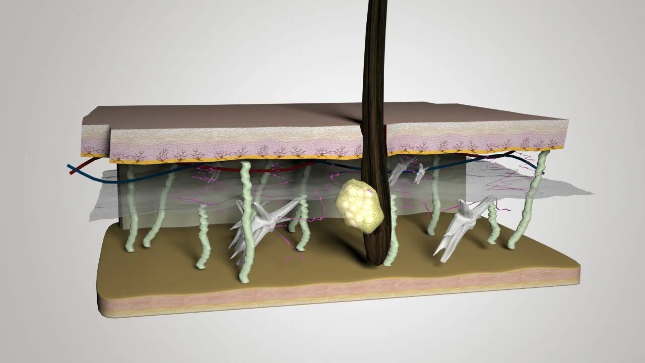 Мод skin layers 3d. 3d модель на слои. плесень 3d модель. skin layers 3d. cross section 3d max.