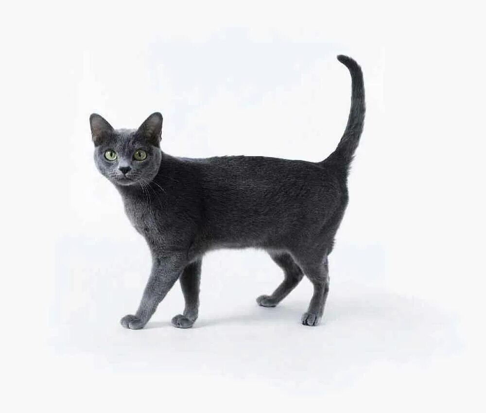Бок кэт. Корат (кошка). Кошка в полный рост. Кот стоит. Кот серый.