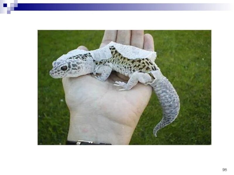 Королевская кобра линька. Линька пресмыкающихся. Линька варана. Ящерица тукке. Красногорлый анолис.