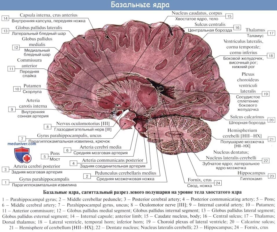 Головка хвостатого ядра головного мозга. Базальные ядра конечного мозга латынь. Базальные ганглии полосатое ядро головного мозга анатомия. Базальные ядра конечного мозга строение. Серый мозг латынь