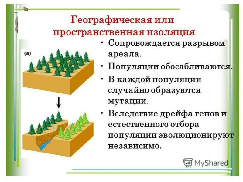 Изоляция фактор эволюции виды изоляции. Пространственная изоляция популяций. изоляция популяции примеры. географическая изоляция популяций примеры. пространственная географическая изоляция это.