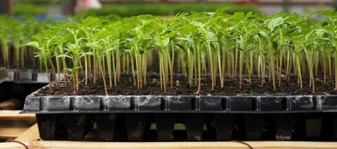 Plant off