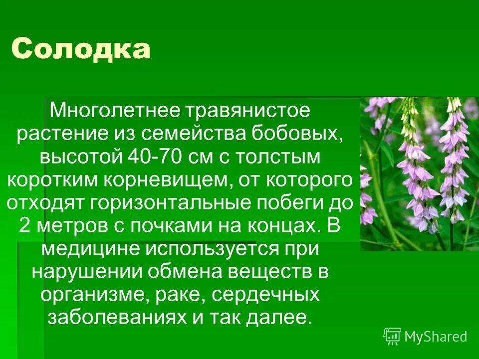 Растения семейства бобовых. Кормовые растения семейства бобовых. Люцерна семейство бобовых. Лекарственные бобовые растения. Семейство бобовые лекарственные растения семейства.